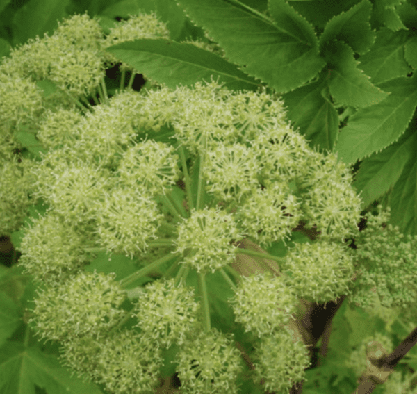 Angelica taiwaniana (quart pot) - Image 2